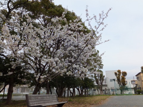 Dscf0693_1